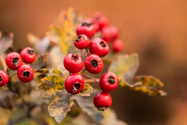 Bacche di biancospino in giardino durante il giorno d'autunno — Foto Stock