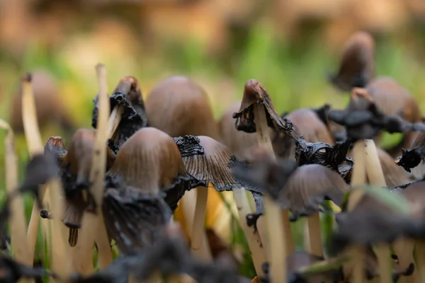 Ciuperci putrezite Coprinus micaceus în parcul de toamnă — Fotografie, imagine de stoc