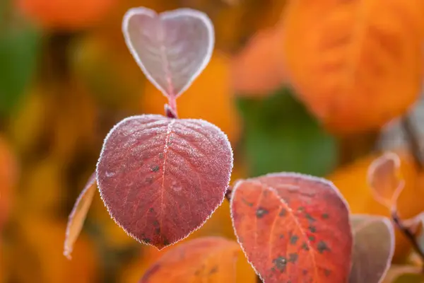 아름다운 붉은아 라니아 잎사귀와 꽁꽁 얼어붙은 가장자리. — 스톡 사진