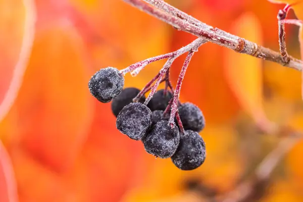 Chokeberry coperto di hoarfrost a fine autunno . — Foto Stock