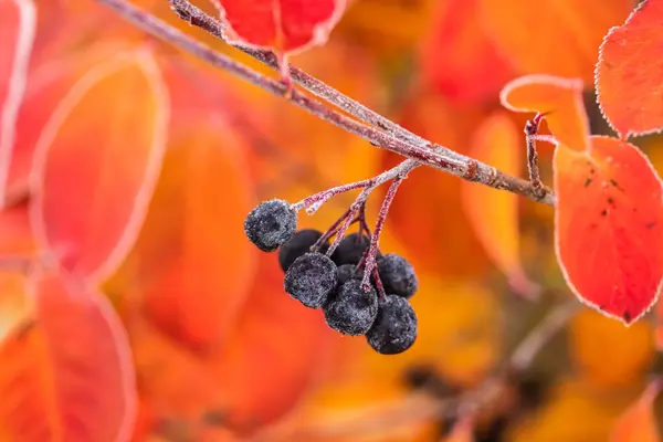 Chokeberry coperto di hoarfrost a fine autunno . — Foto Stock