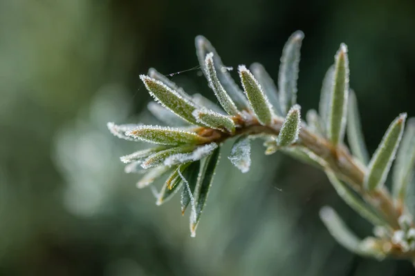 Aiguilles de conifères avec gelée blanche à l'automne. Effet Bokeh . — Photo