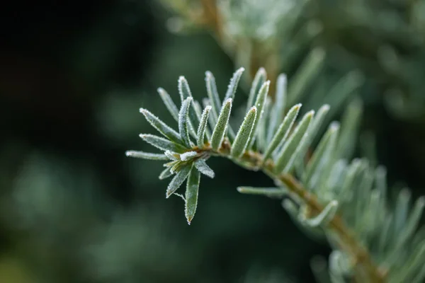 Agulhas de coníferas com geada no outono. Efeito Bokeh . — Fotografia de Stock