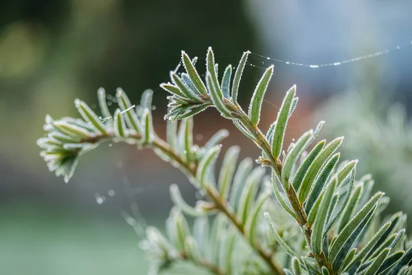 Agulhas de coníferas com geada no outono. Efeito Bokeh . — Fotografia de Stock