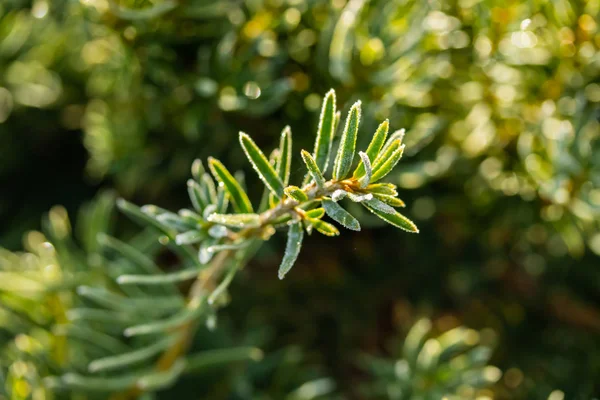 Agulhas de coníferas com geada no outono. Efeito Bokeh . — Fotografia de Stock