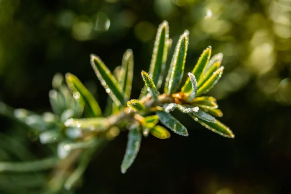 Agulhas de coníferas com geada no outono. Efeito Bokeh . — Fotografia de Stock