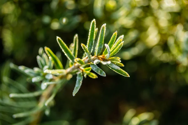 Agulhas de coníferas com geada no outono. Efeito Bokeh . — Fotografia de Stock