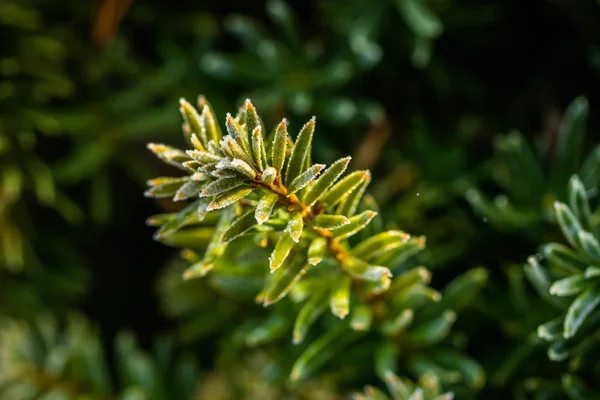 Agulhas de coníferas com geada no outono. Efeito Bokeh . — Fotografia de Stock