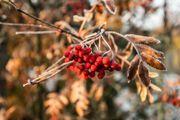 Les baies congelées et les feuilles de rowan au matin ensoleillé d'automne — Photo