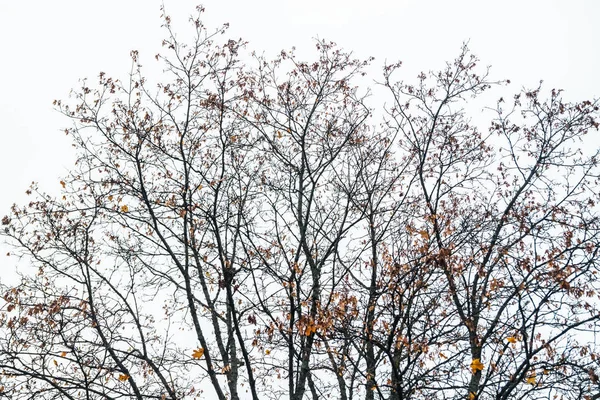 Acero con foglie gialle e arancioni sullo sfondo del cielo — Foto Stock