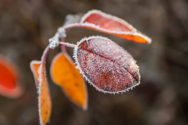 Automne rouge belles feuilles avec givre à l'automne matin . — Photo