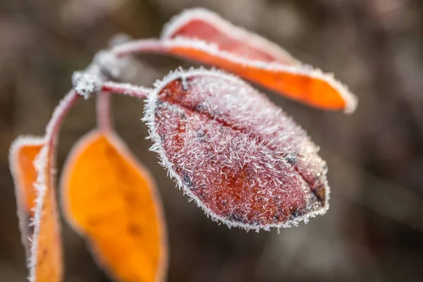 Automne rouge belles feuilles avec givre à l'automne matin . — Photo