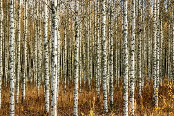Grove of birch trees with yellow leaves in autumn — Stock Photo, Image