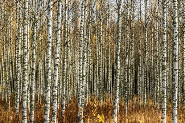 Sonbaharın sarı yaprakları ile huş ağaçlarının Grove — Stok fotoğraf