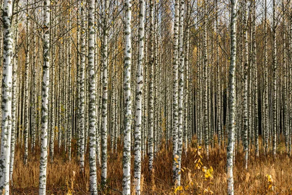 Bosquet de bouleaux aux feuilles jaunes en automne — Photo