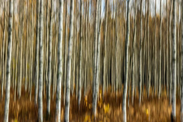 Abstraktní rozmazaná fotografie břízového háje na podzim. Rozostření pohybu. — Stock fotografie