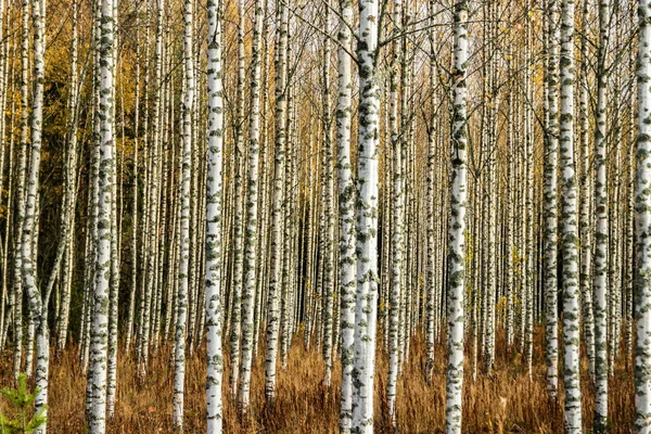 Grove van berkenbomen met gele bladeren in de herfst — Stockfoto