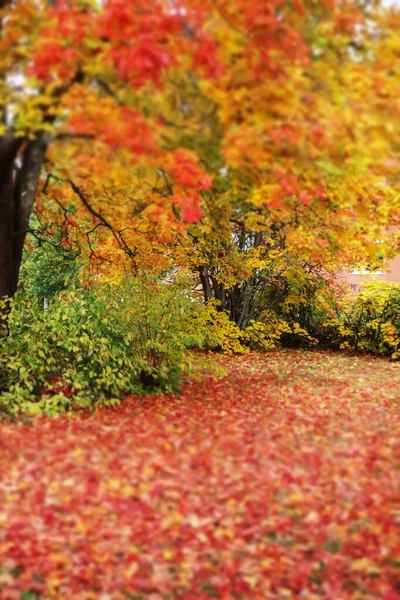 Feuilles d'érable rouge tombées sur l'herbe dans le parc — Photo