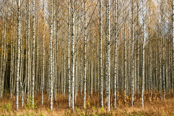 Sonbaharın sarı yaprakları ile huş ağaçlarının Grove — Stok fotoğraf