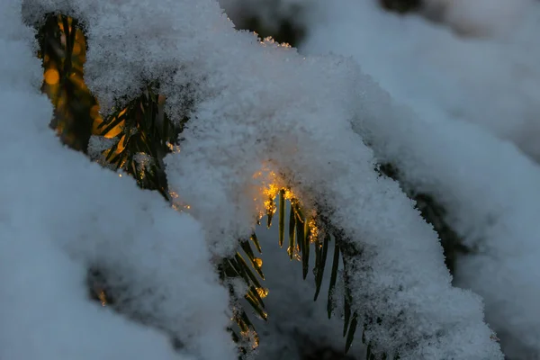Jehličnatý les za zimního východu slunce. Smrkové větve pokryté sněhem. Efekt Bokeh. — Stock fotografie