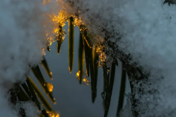 Floresta de coníferas ao nascer do sol de inverno. Ramos de abeto cobertos de neve. Efeito Bokeh . — Fotografia de Stock