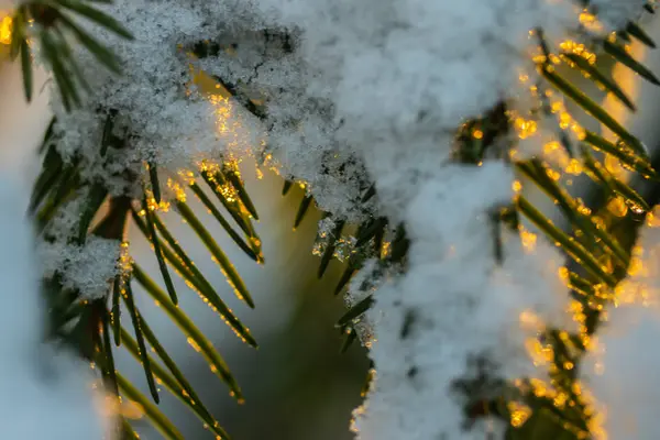 冬天日出时的针叶林. 云杉枝头被雪覆盖着. Bokeh效应. — 图库照片