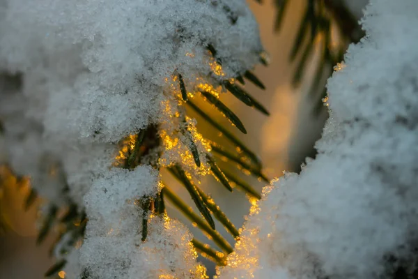 Jehličnatý les za zimního východu slunce. Smrkové větve pokryté sněhem. Efekt Bokeh. — Stock fotografie