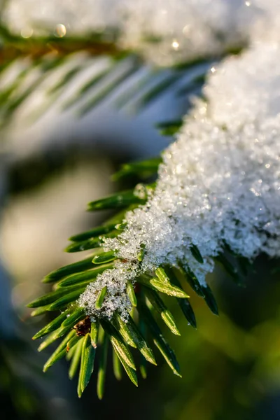 Floresta de coníferas ao nascer do sol de inverno. Ramos de abeto cobertos de neve. Efeito Bokeh . — Fotografia de Stock