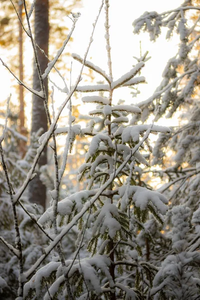 Bosque de coníferas en invierno. Ramas de abeto cubiertas de nieve . — Foto de Stock
