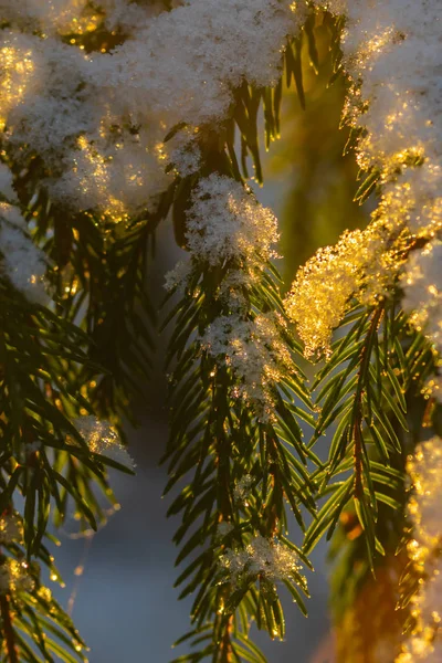 Jehličnatý les za zimního východu slunce. Smrkové větve pokryté sněhem. Efekt Bokeh. — Stock fotografie