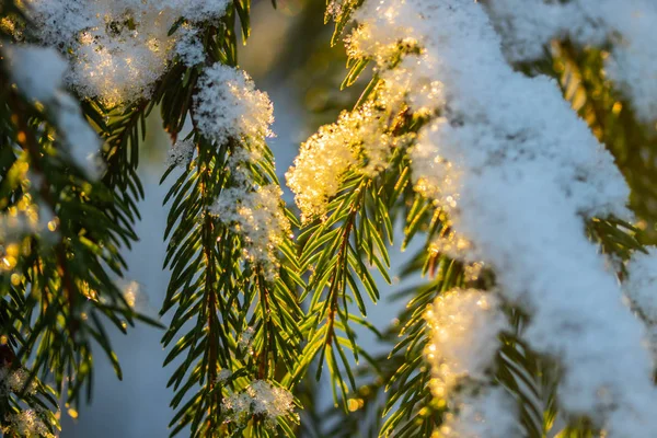 Floresta de coníferas ao nascer do sol de inverno. Ramos de abeto cobertos de neve. Efeito Bokeh . — Fotografia de Stock