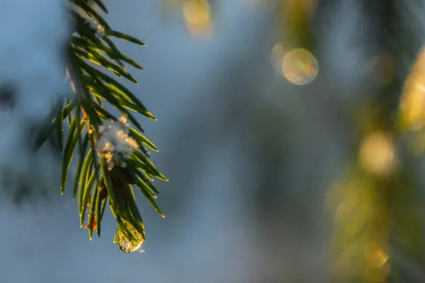 Floresta de coníferas ao nascer do sol de inverno. Ramos de abeto com gota de água. Efeito Bokeh . — Fotografia de Stock