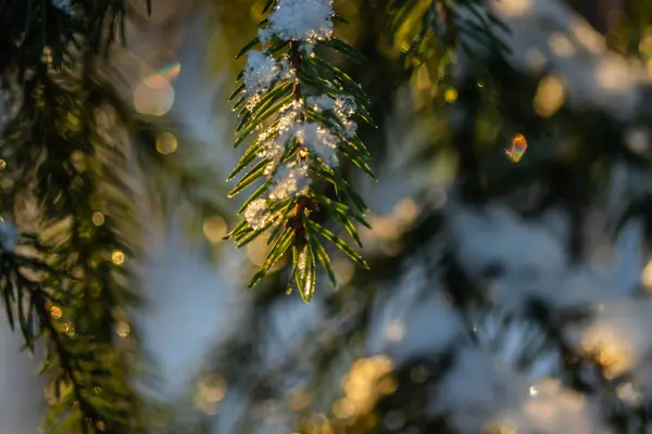 Floresta de coníferas ao nascer do sol de inverno. Ramos de abeto cobertos de neve . — Fotografia de Stock