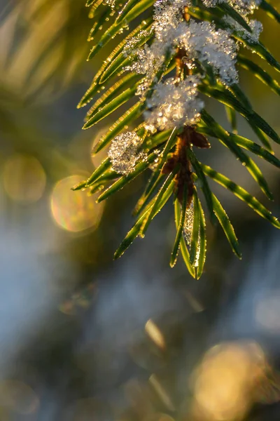 Tűlevelű erdő a téli napfelkeltekor. Luc ágak borított hó. Bokeh-hatás. — Stock Fotó
