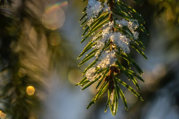 Forêt de conifères au lever du soleil d'hiver. Branches d'épinette recouvertes de neige. Effet Bokeh . — Photo