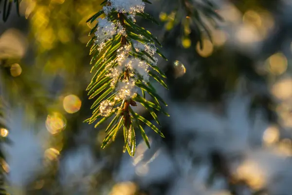 Floresta de coníferas ao nascer do sol de inverno. Ramos de abeto cobertos de neve. Efeito Bokeh . — Fotografia de Stock