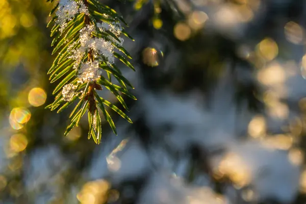 Nadelwald bei Sonnenaufgang im Winter. Fichtenzweige mit Schnee bedeckt. Bokeh-Effekt. — Stockfoto