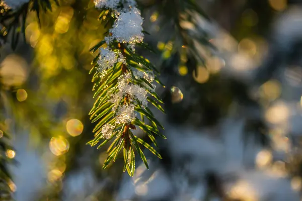 Tűlevelű erdő a téli napfelkeltekor. Luc ágak borított hó. Bokeh-hatás. — Stock Fotó