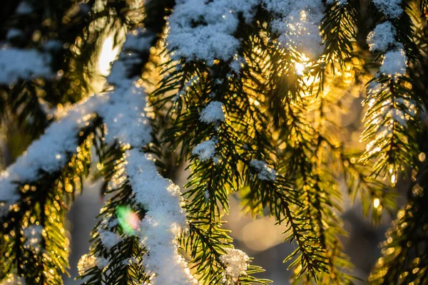 Jehličnatý les za zimního východu slunce. Smrkové větve pokryté sněhem. Efekt Bokeh. — Stock fotografie