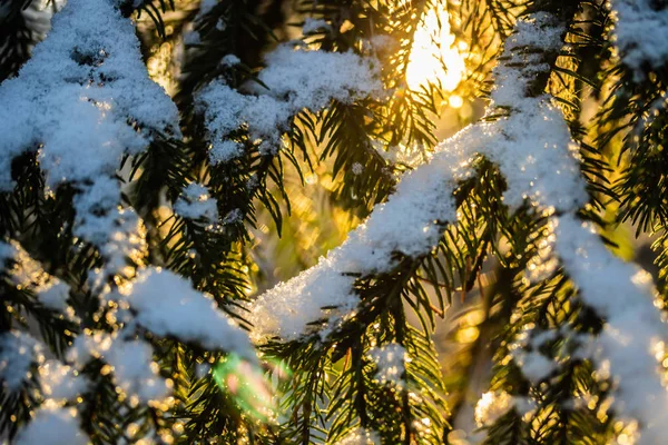 Хвойні ліси на зимовому сході сонця. Ялинові гілки покриті снігом. Ефект Боке . — стокове фото