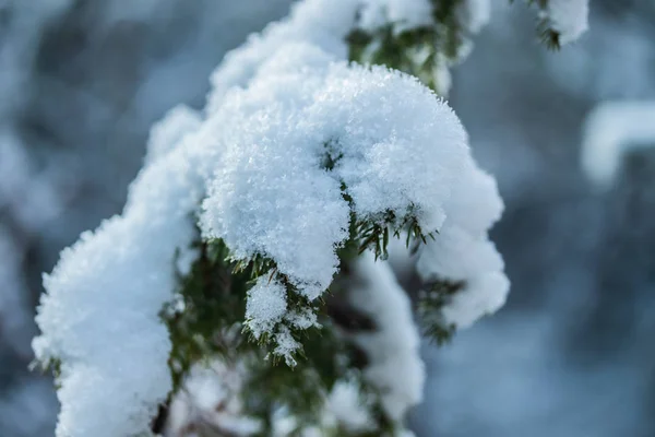 Bosque de coníferas en invierno. Ramas de abeto cubiertas de nieve . — Foto de Stock