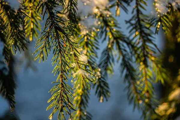 Coniferous forest at winter sunrise. Spruce branches covered with snow. Bokeh effect. — Stock Photo, Image
