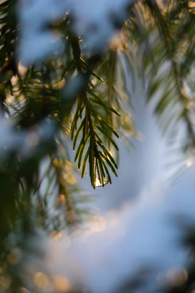 Floresta de coníferas ao nascer do sol de inverno. Ramos de abeto com gota de água. Efeito Bokeh . — Fotografia de Stock