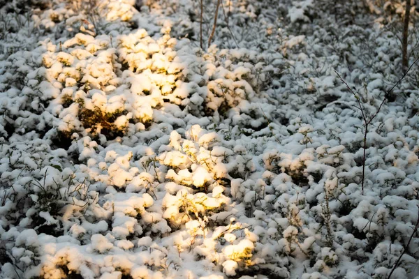 Floresta de inverno com arbustos cobertos de neve e grama . — Fotografia de Stock