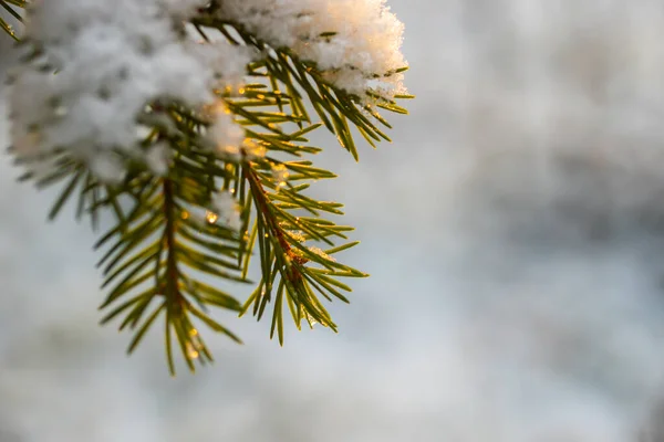 Floresta de coníferas no inverno. Ramos de abeto cobertos de neve . — Fotografia de Stock