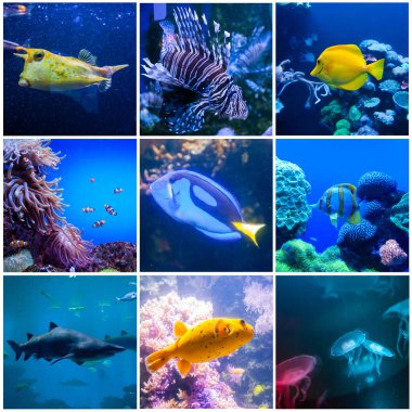 Set of wonderful and beautiful underwater world with corals and tropical fishes. Full size. clipart
