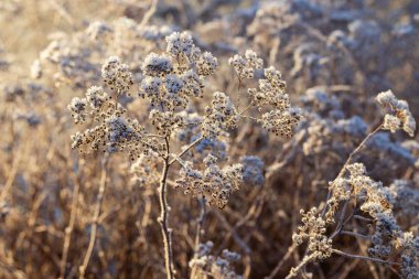 Kuru bitki kışın güneşli bir günde kırağı kaplıyor..