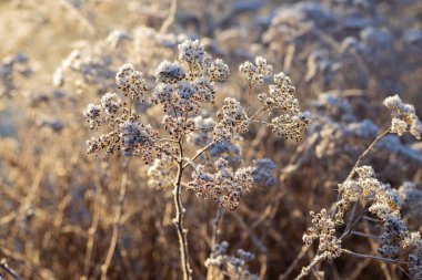 Kuru bitki kışın güneşli bir günde kırağı kaplıyor..
