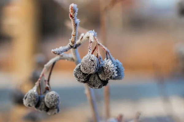 Chokeberry täckt med hesparfrost på vintern solig dag. — Stockfoto