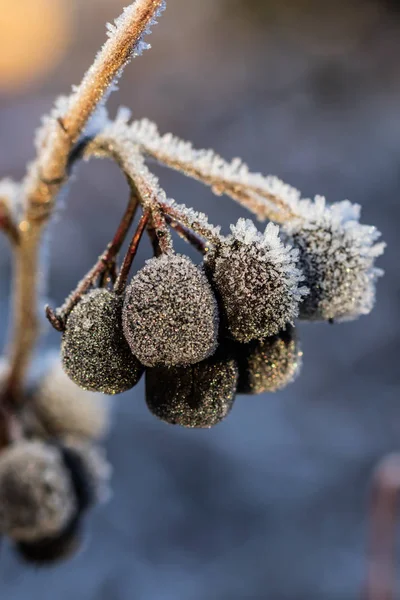 Chokeberry recouvert de givre au soleil d'hiver. — Photo